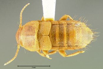 Media type: image;   Entomology 29109 Aspect: habitus dorsal view